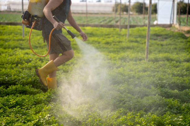 Trusted Celina, TX Pest Control Experts